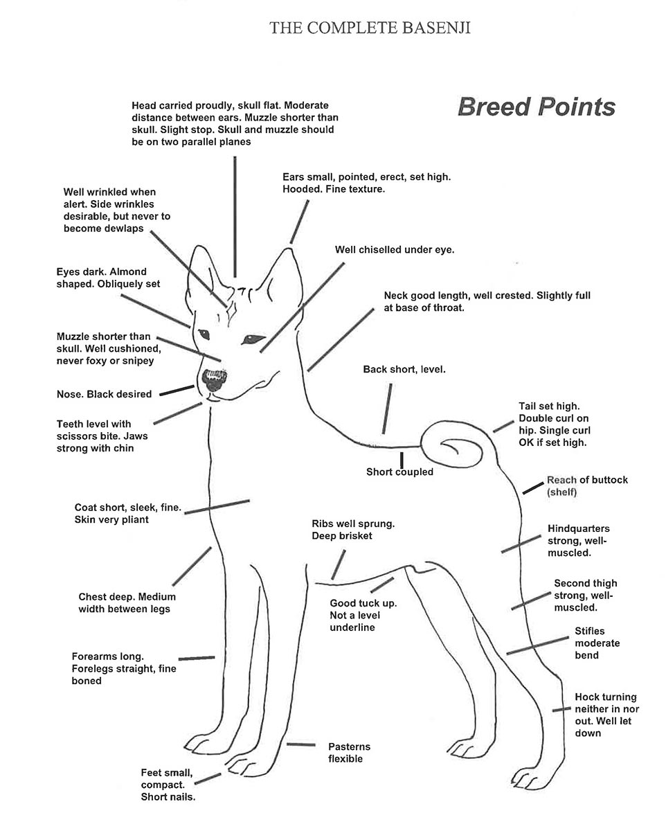 basenji-standard-1